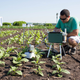 Paul South, of the United States Department of Agriculture and the lead author on the paper, collects samples of modified tobacco plants.